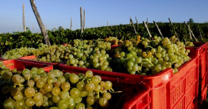 VENDEMMIA 2017: PRODUZIONE AI MINIMI STORICI A CAUSA DEL MALTEMPO; IN ITALIA -21%